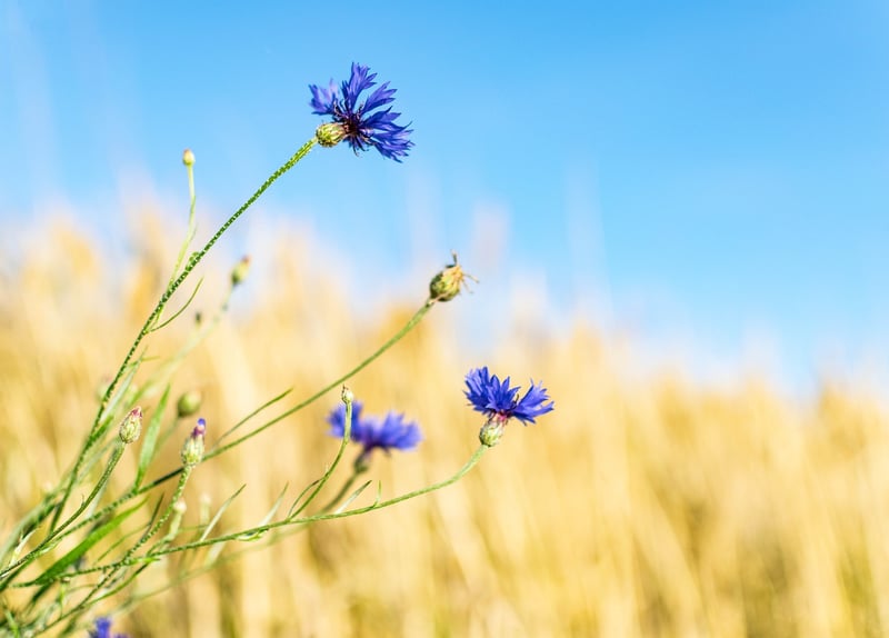 Wildflower Meadow